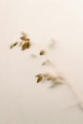 Diamond-Cut Everyday Studs